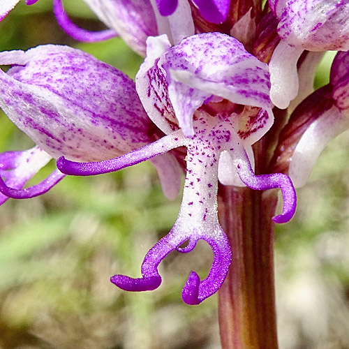 Affen-Knabenkraut / Orchis simia