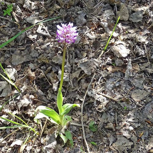 Affen-Knabenkraut / Orchis simia