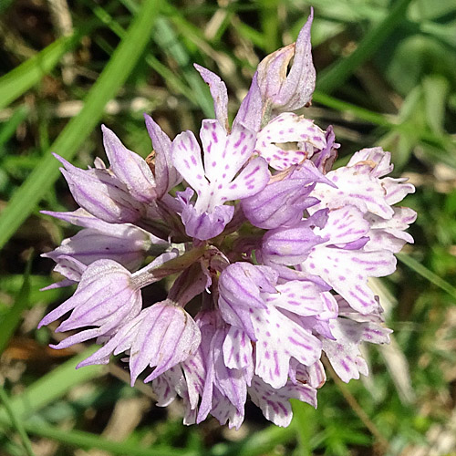 Dreizähniges Knabenkraut / Orchis tridentata