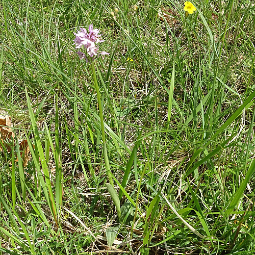 Dreizähniges Knabenkraut / Orchis tridentata