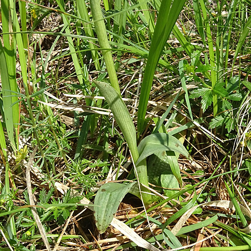 Dreizähniges Knabenkraut / Orchis tridentata