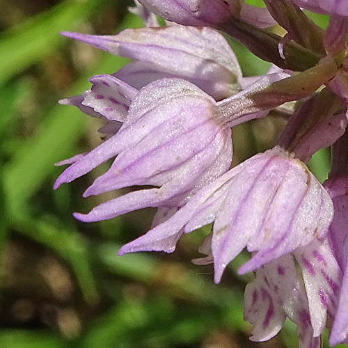 Dreizähniges Knabenkraut / Orchis tridentata