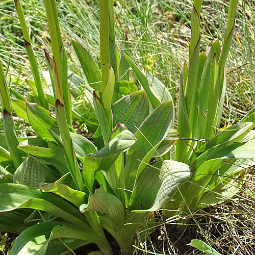 Schwärzliches Knabenkraut / Orchis ustulata