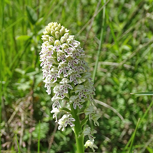 Schwärzliches Knabenkraut / Orchis ustulata