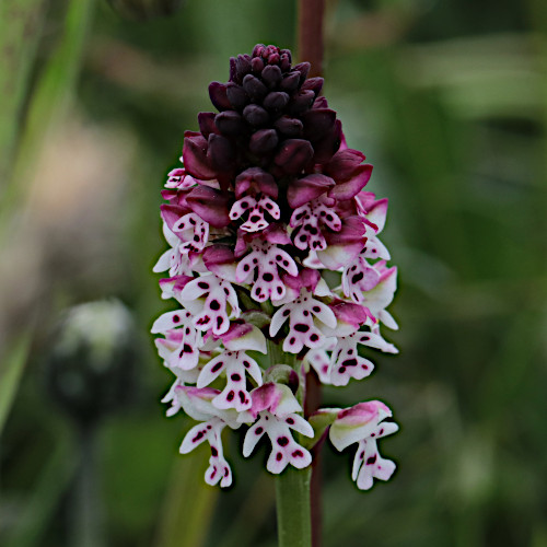 Schwärzliches Knabenkraut / Orchis ustulata