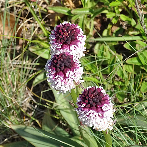 Schwärzliches Knabenkraut / Orchis ustulata