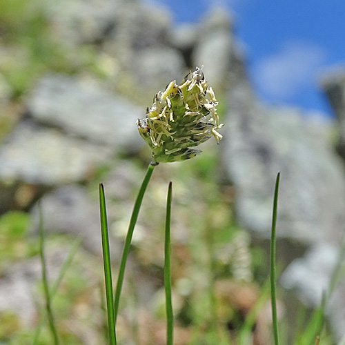 Zweizeiliges Kopfgras / Oreochloa disticha