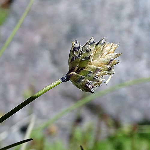 Zweizeiliges Kopfgras / Oreochloa disticha