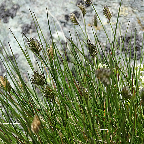 Zweizeiliges Kopfgras / Oreochloa disticha