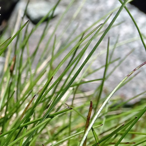 Zweizeiliges Kopfgras / Oreochloa disticha