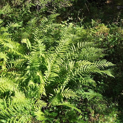 Bergfarn / Oreopteris limbosperma