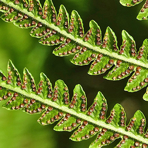 Bergfarn / Oreopteris limbosperma