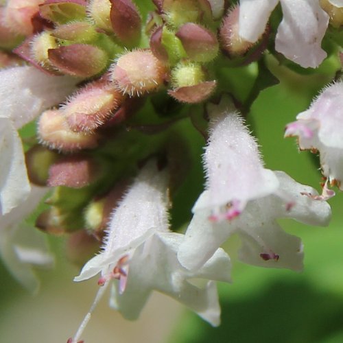 Echter Dost / Origanum vulgare