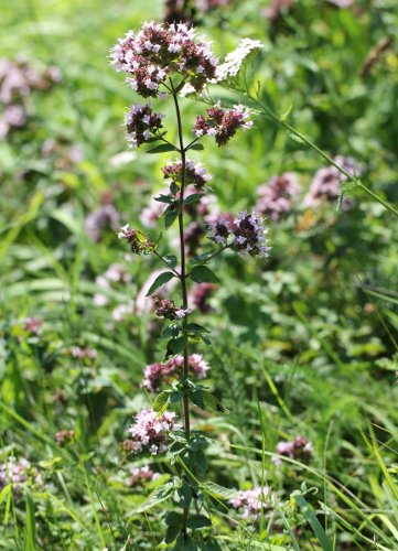 Echter Dost / Origanum vulgare