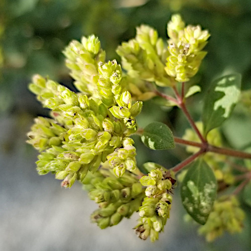 Echter Dost / Origanum vulgare