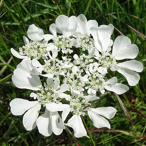 Grossblütiger Breitsame / Orlaya grandiflora