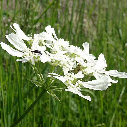 Grossblütiger Breitsame / Orlaya grandiflora