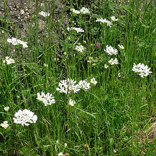 Grossblütiger Breitsame / Orlaya grandiflora