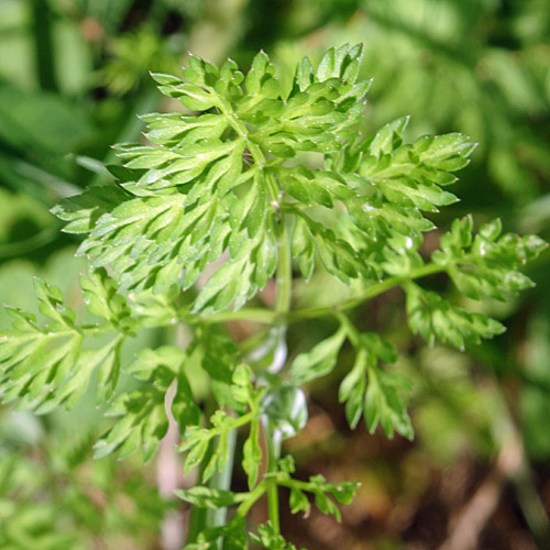 Grossblütiger Breitsame / Orlaya grandiflora