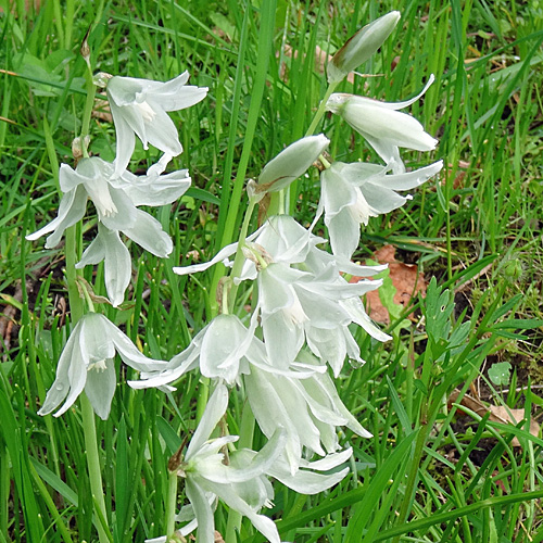 Nickender Milchstern / Ornithogalum nutans