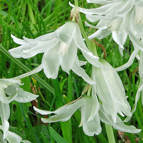 Nickender Milchstern / Ornithogalum nutans