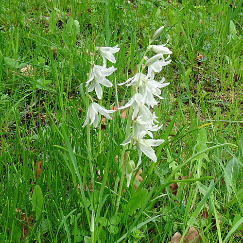 Nickender Milchstern / Ornithogalum nutans