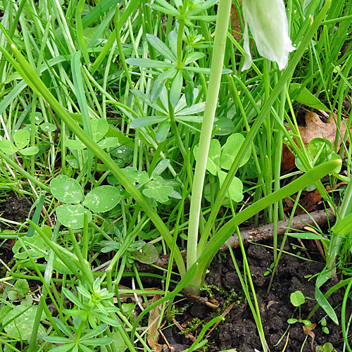 Nickender Milchstern / Ornithogalum nutans