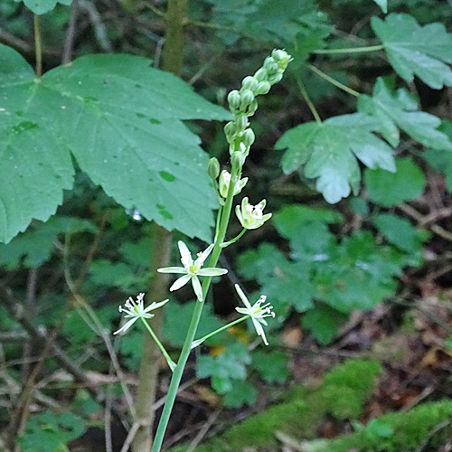 Pyrenäen-Milchstern / Ornithogalum pyrenaicum