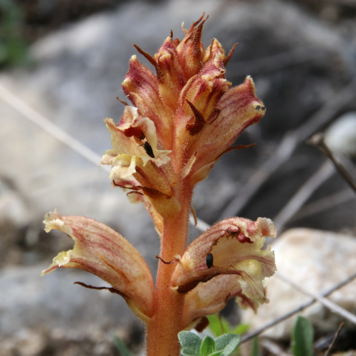 Thymian-Würger / Orobanche alba