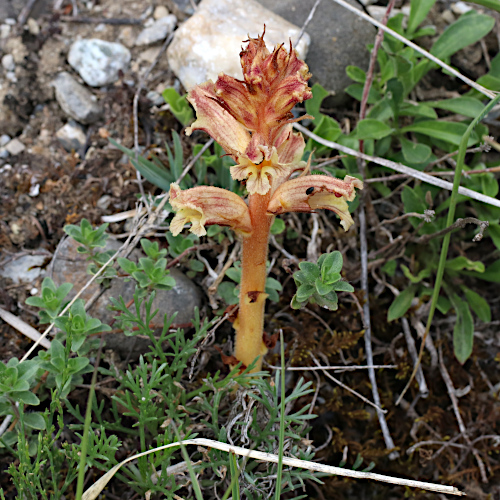 Thymian-Würger / Orobanche alba