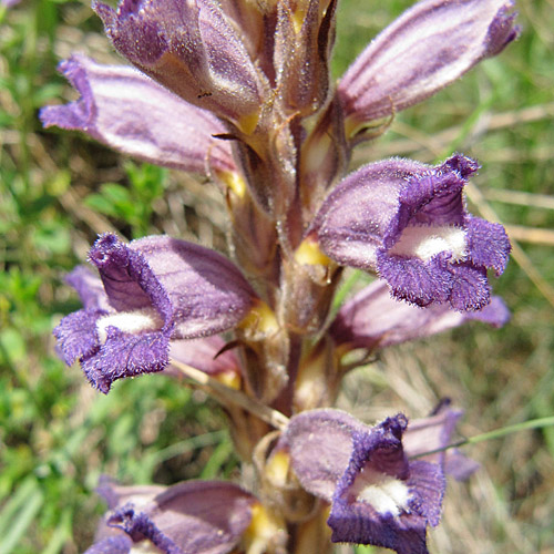 Sand-Würger / Orobanche arenaria