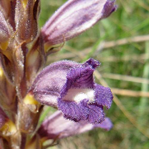 Sand-Würger / Orobanche arenaria