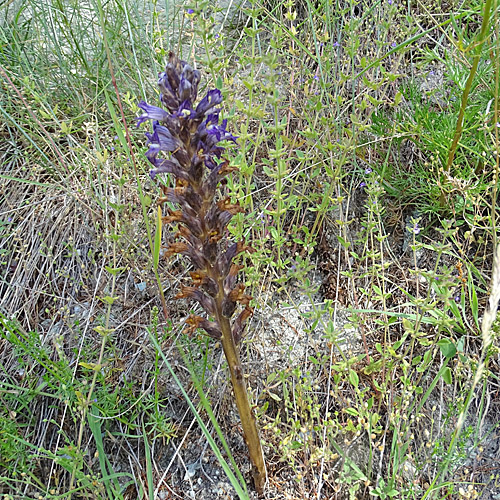 Sand-Würger / Orobanche arenaria