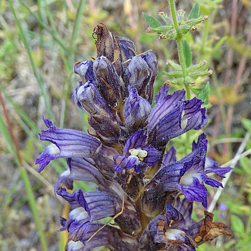 Sand-Würger / Orobanche arenaria