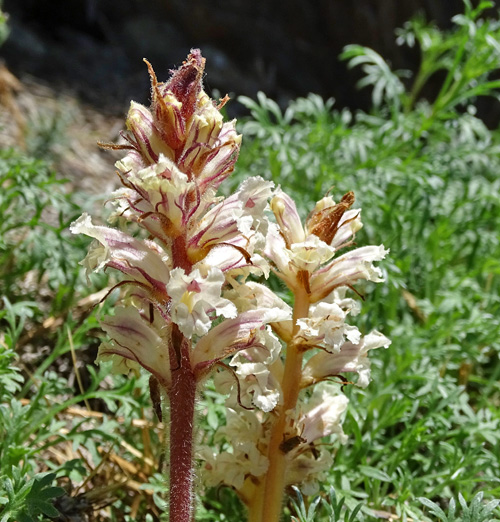 Beifuss-Würger / Orobanche artemisiae-campestris