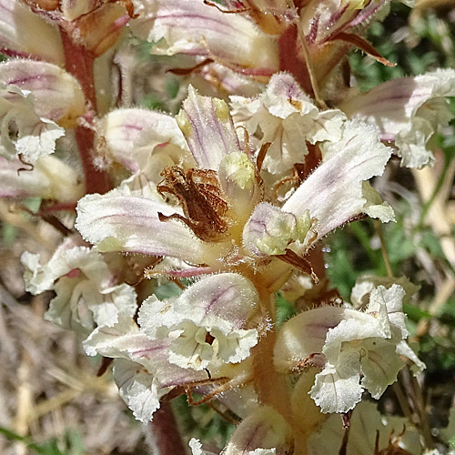 Beifuss-Würger / Orobanche artemisiae-campestris