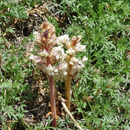 Beifuss-Würger / Orobanche artemisiae-campestris