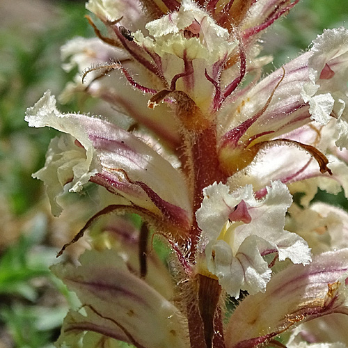 Beifuss-Würger / Orobanche artemisiae-campestris