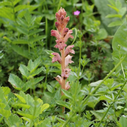 Labkraut-Würger / Orobanche caryophyllacea