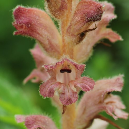 Labkraut-Würger / Orobanche caryophyllacea