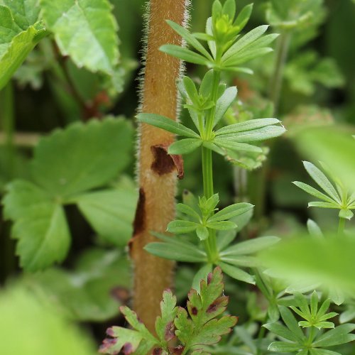 Labkraut-Würger / Orobanche caryophyllacea