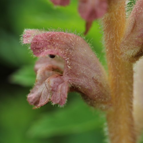 Labkraut-Würger / Orobanche caryophyllacea