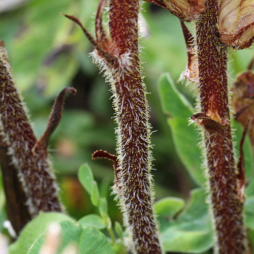 Schlanker Würger / Orobanche gracilis