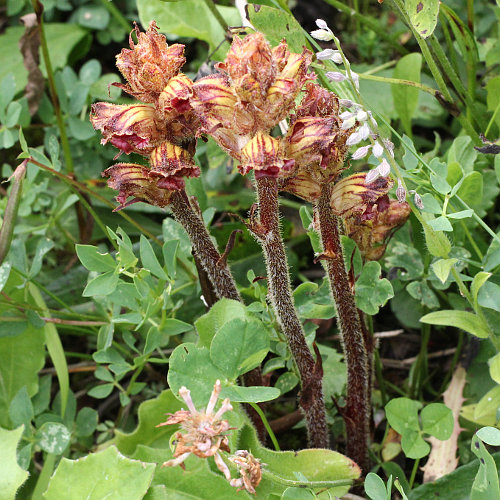 Schlanker Würger / Orobanche gracilis