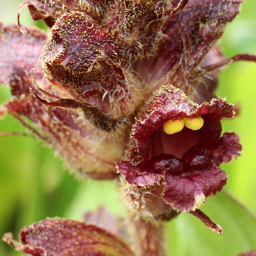 Schlanker Würger / Orobanche gracilis