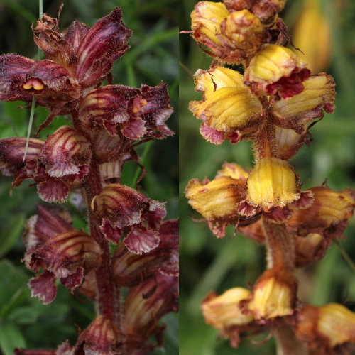 Schlanker Würger / Orobanche gracilis