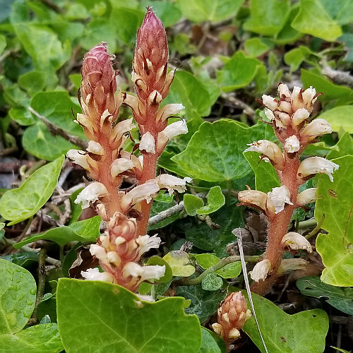 Efeu-Würger / Orobanche hederae