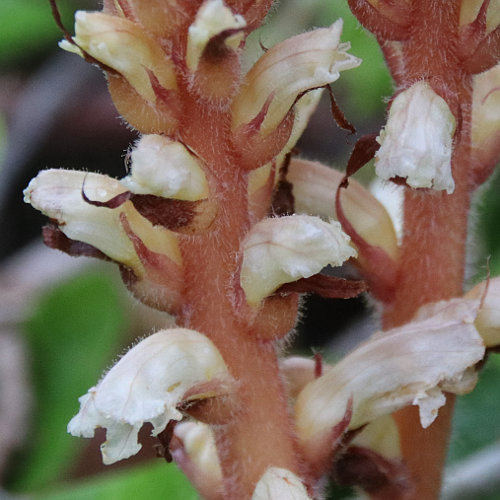 Efeu-Würger / Orobanche hederae