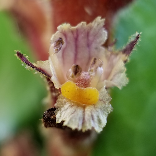 Efeu-Würger / Orobanche hederae