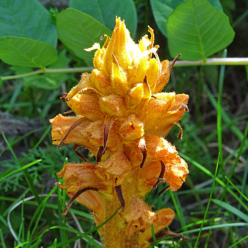 Berberitzen-Würger / Orobanche lucorum